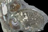Multiple Sphenodiscus Ammonites On Rock - South Dakota #98717-1